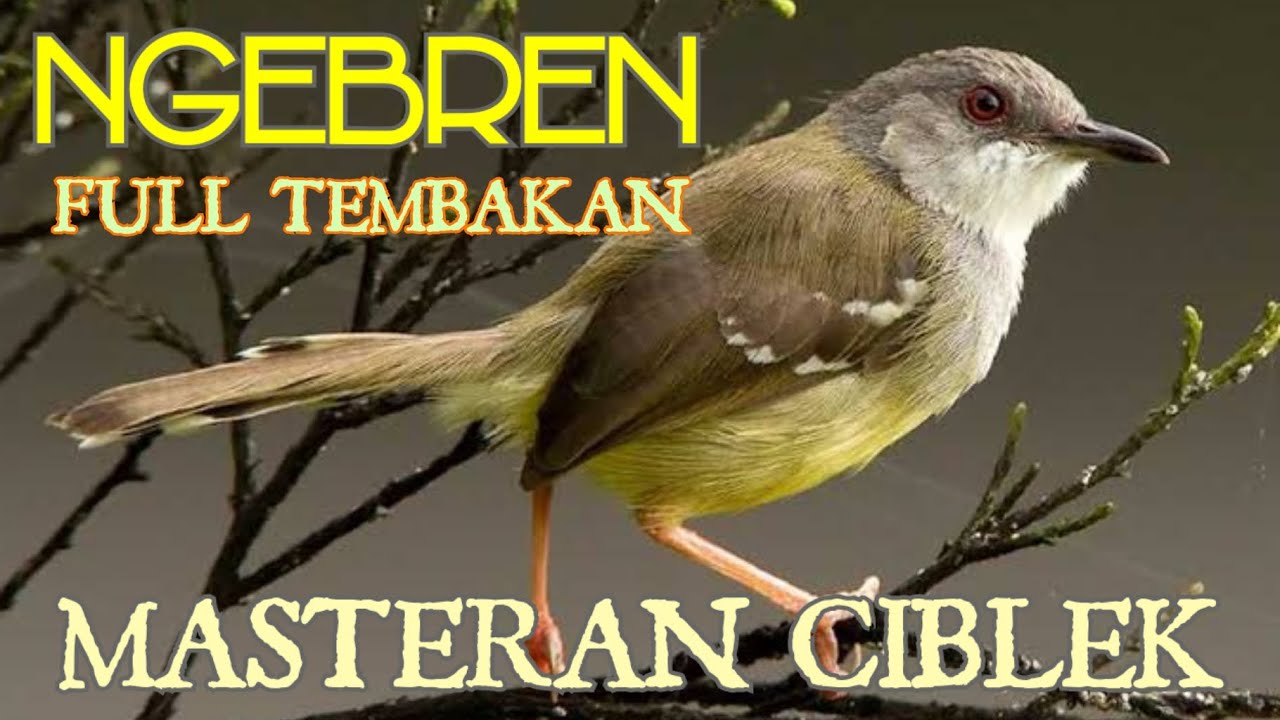 Masteran Ciblek Kristal Gacor Ngebren Full Tembakan Panjang Jernih Ampuh