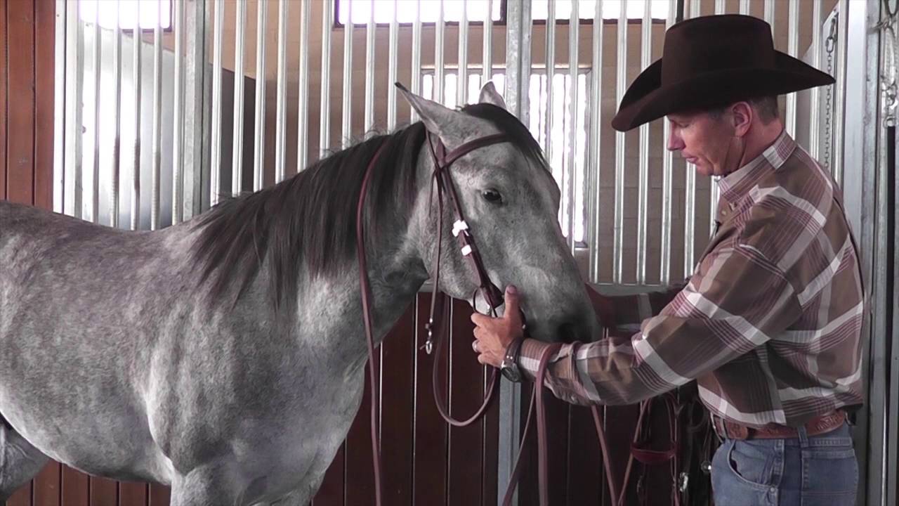 Bridling a Horse with a Browband Headstall