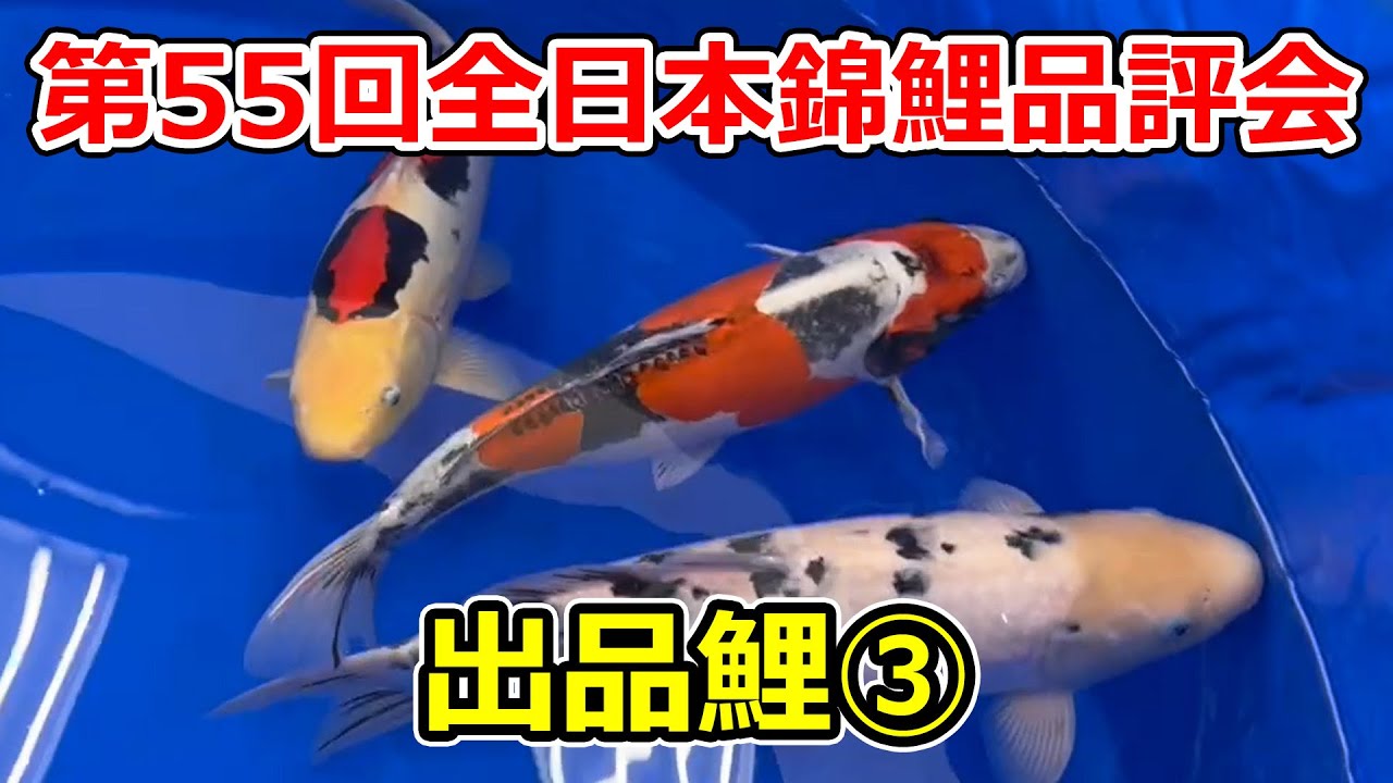【全部撮る！】第55回全日本総合錦鯉品評会 2025【出品鯉】
