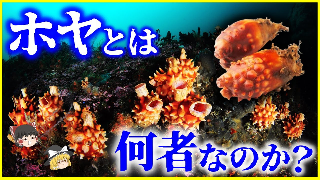 【ゆっくり解説】人間に近い生物&hellip;⁉️「ホヤ」とは何者なのか？を解説/海のパイナップルは貝ではない&hellip;