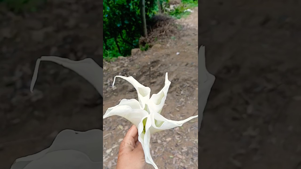 beautiful flowers, nature, God's valley 