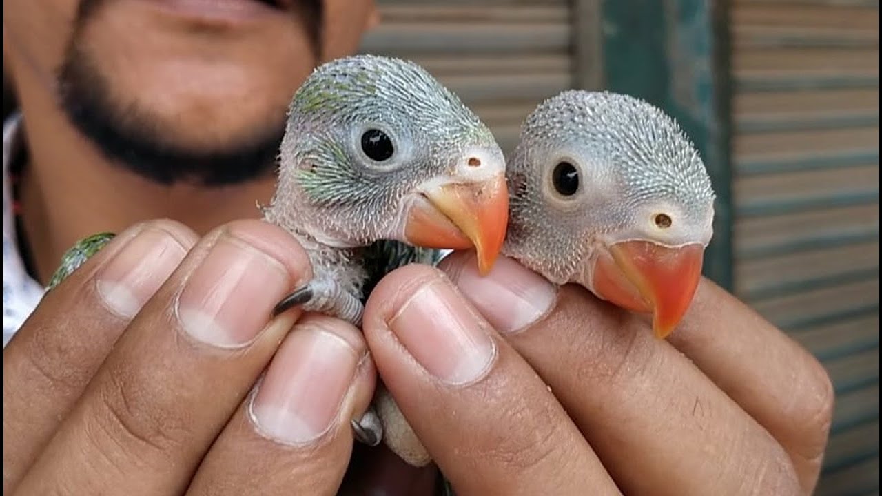 Male Female Difference Green Ringneck Chicks | PBI Official