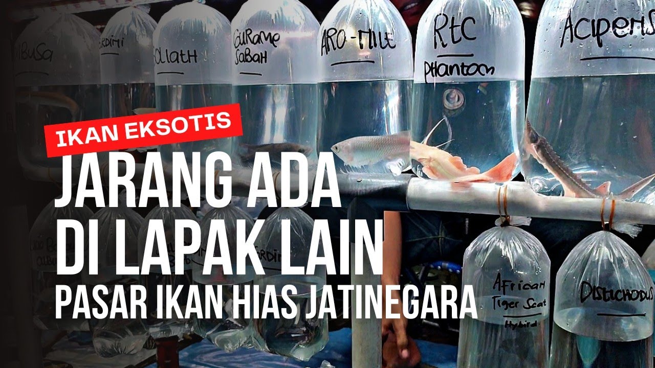 BANYAK IKAN EKSOTIS YANG JARANG ADA DILAPAK LAIN || PASAR IKAN HIAS JATINEGARA 