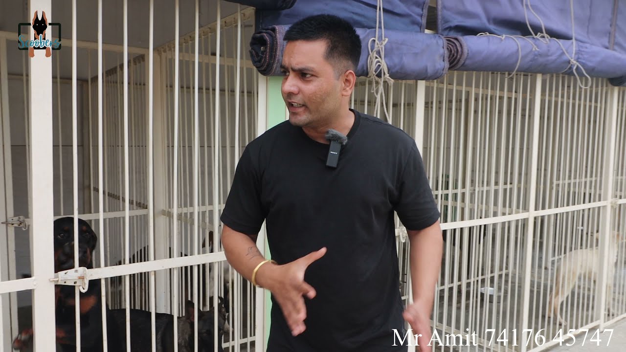 Haryana ~ Best Dog Kennel Setup Tour Dog Kennel Setup Tour Working Dog Club Haryana India