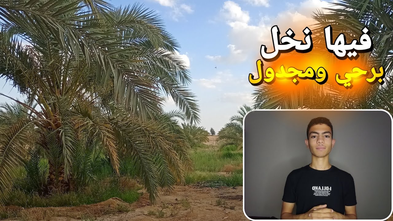 (92) فدان مزروعين للبيع في الواحات البحرية بسعر ممتاز