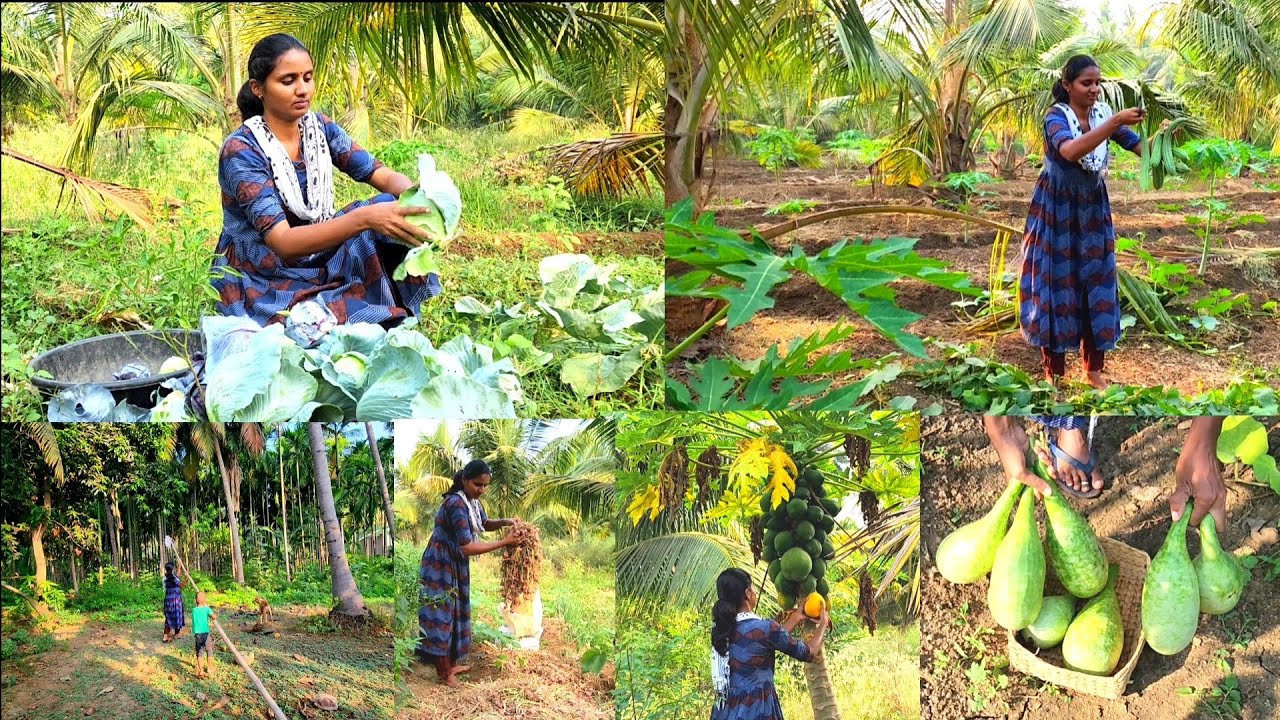 காய்கறிக்கு பஞ்சமே இல்லைங்க இந்தமுறை🌶🍐🥭🥒/Mixed vegetables growing and harvesting in my farm/vlog