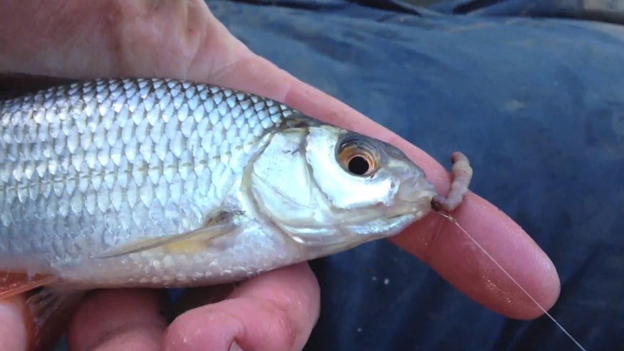 Pole Fishing In The Winter With Worm - Part One
