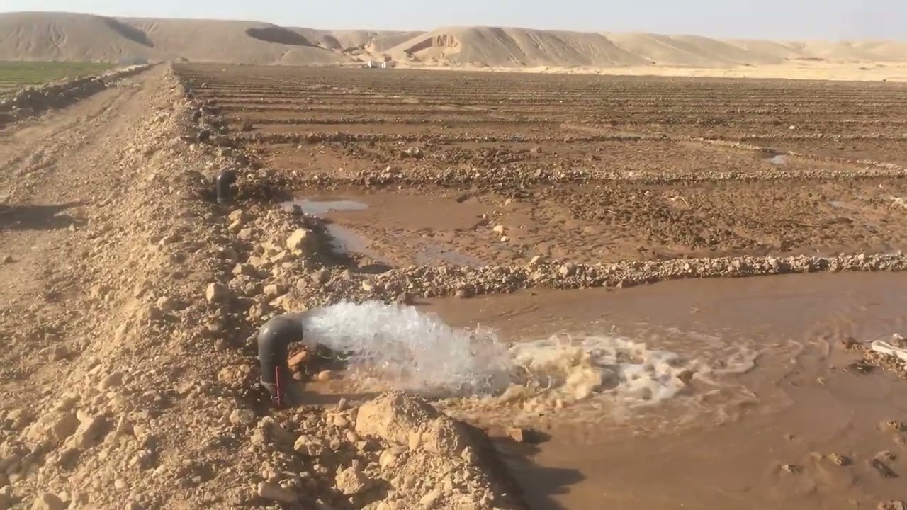 اليوم الربع في ري المزرعه الجديده ري القمح في الاراضي الصحراويه