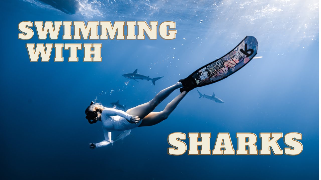 Swimming with sharks in Hawaii