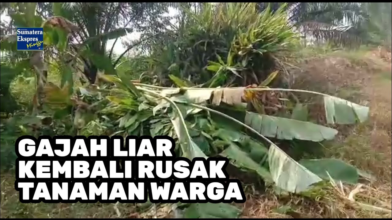 Gajah Liar Kembali Masuk Kampung, Rusak Tanaman Warga