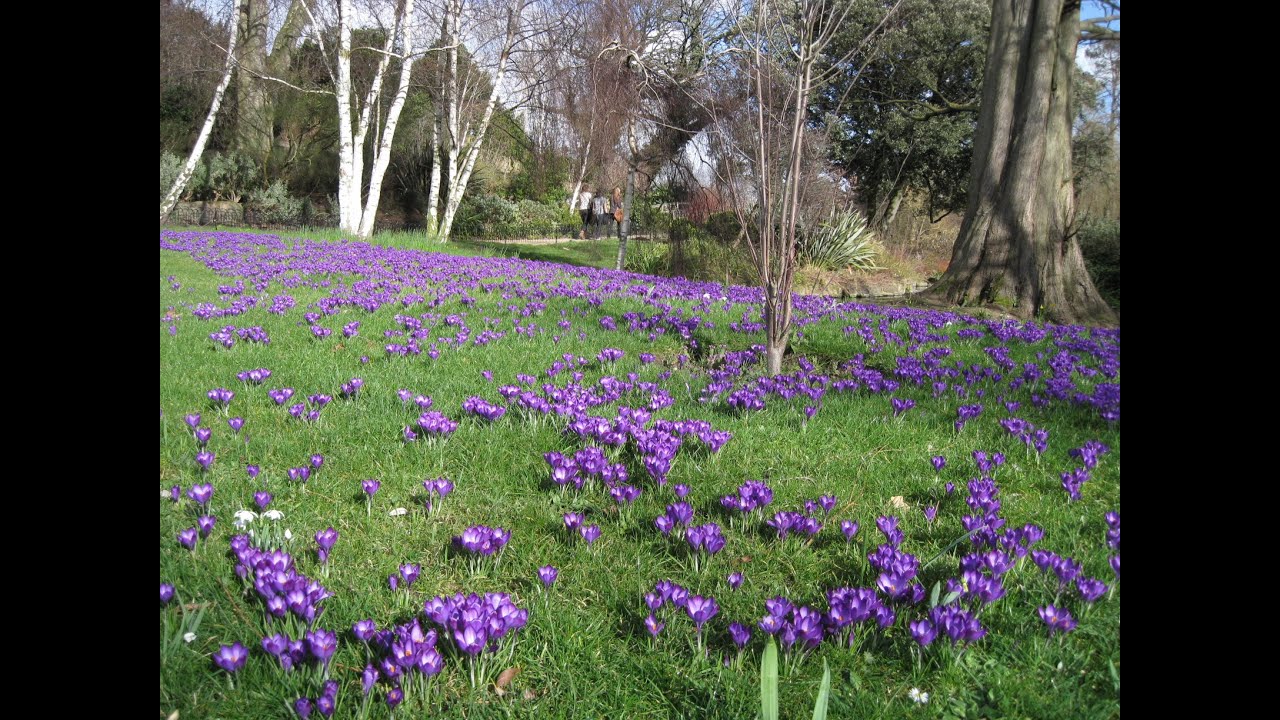 Plant a smile! planting Crocus bulbs in autumn / fall