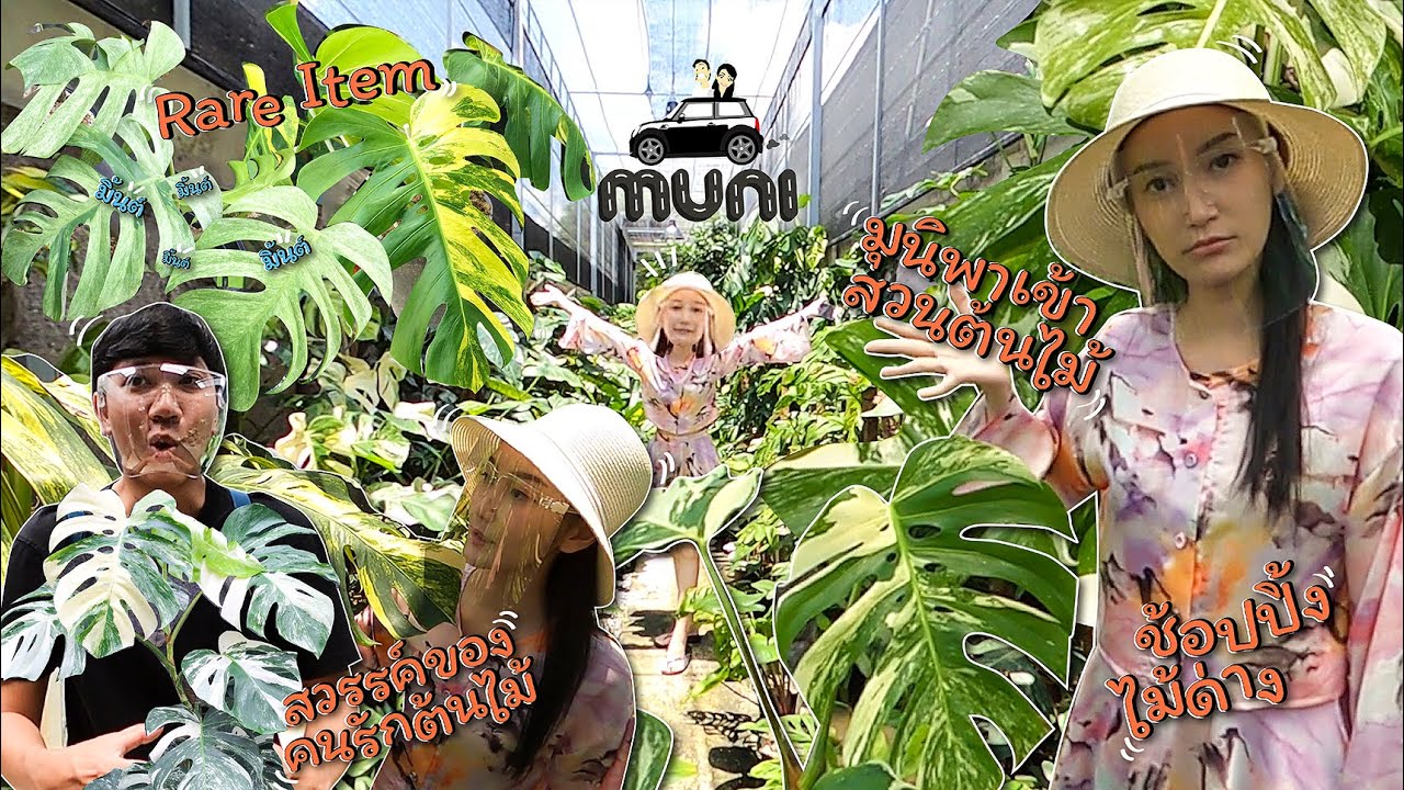 Monstera Mint ต้นละล้านจริงหรอ!! ชมสวนไม้ด่างร้อยล้านMUNI EP.23