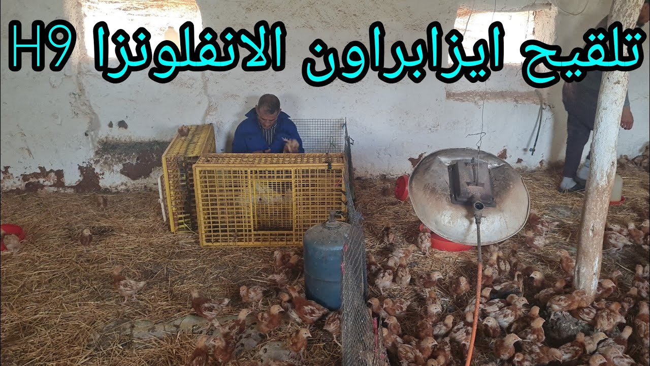 طريقة تلقيح كتاكيت ايزابراون بلقاح الانفلونزا /H9