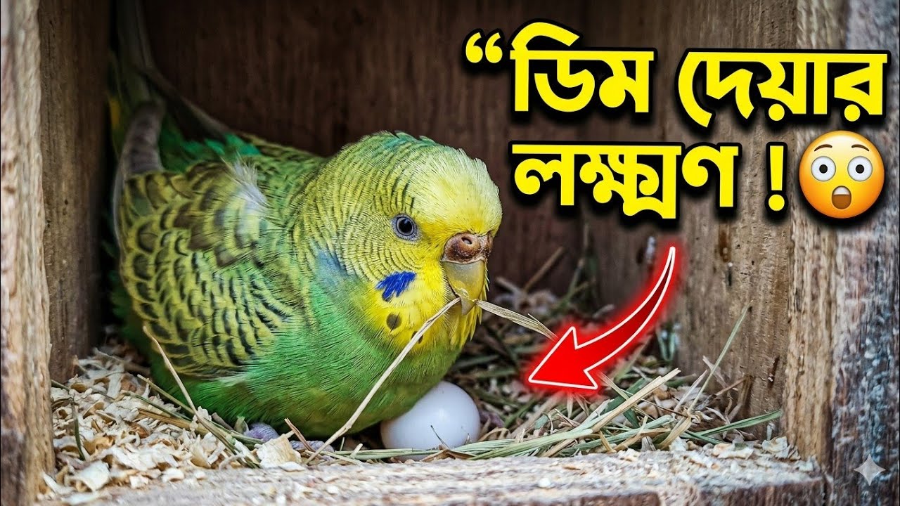 ডিম পারার লক্ষন 😲 না দেখলে বুঝতে পারবেন না 🤔 @মনুরপাখি 