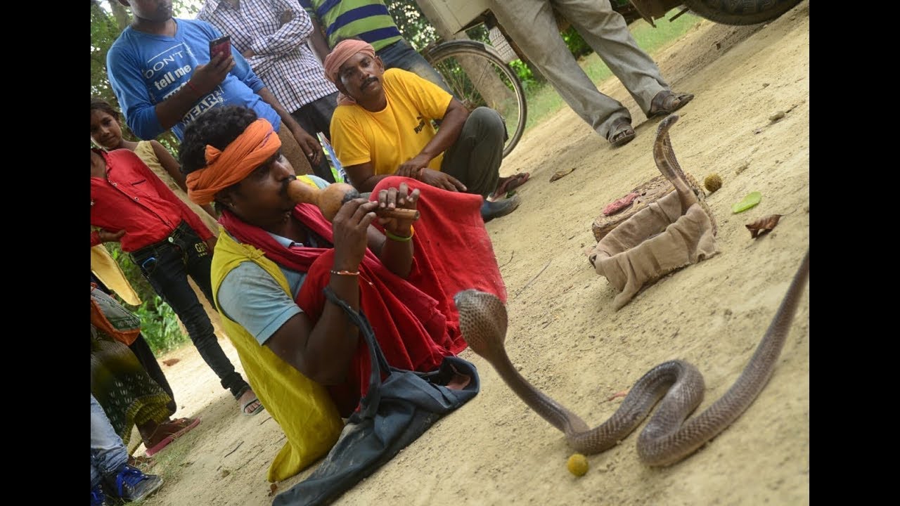 जानिए बिन से क्या रिश्ता है सांपो का, क्या बिन बजाने से सांप नाचता है। Cobra snake flute music