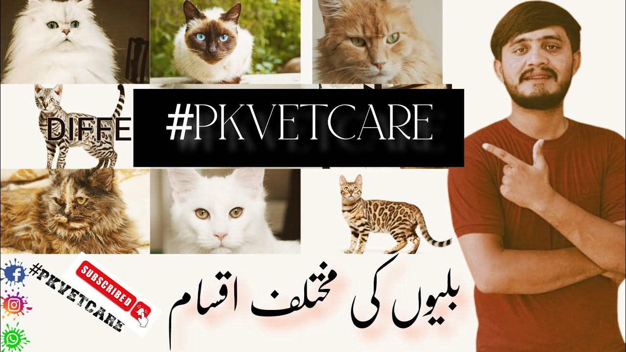 Cat Breeds😺|| Different Cat Breeds | بلیوں کی مختلف اقسام | Famous Cat Breeds In World || #PKVetCare