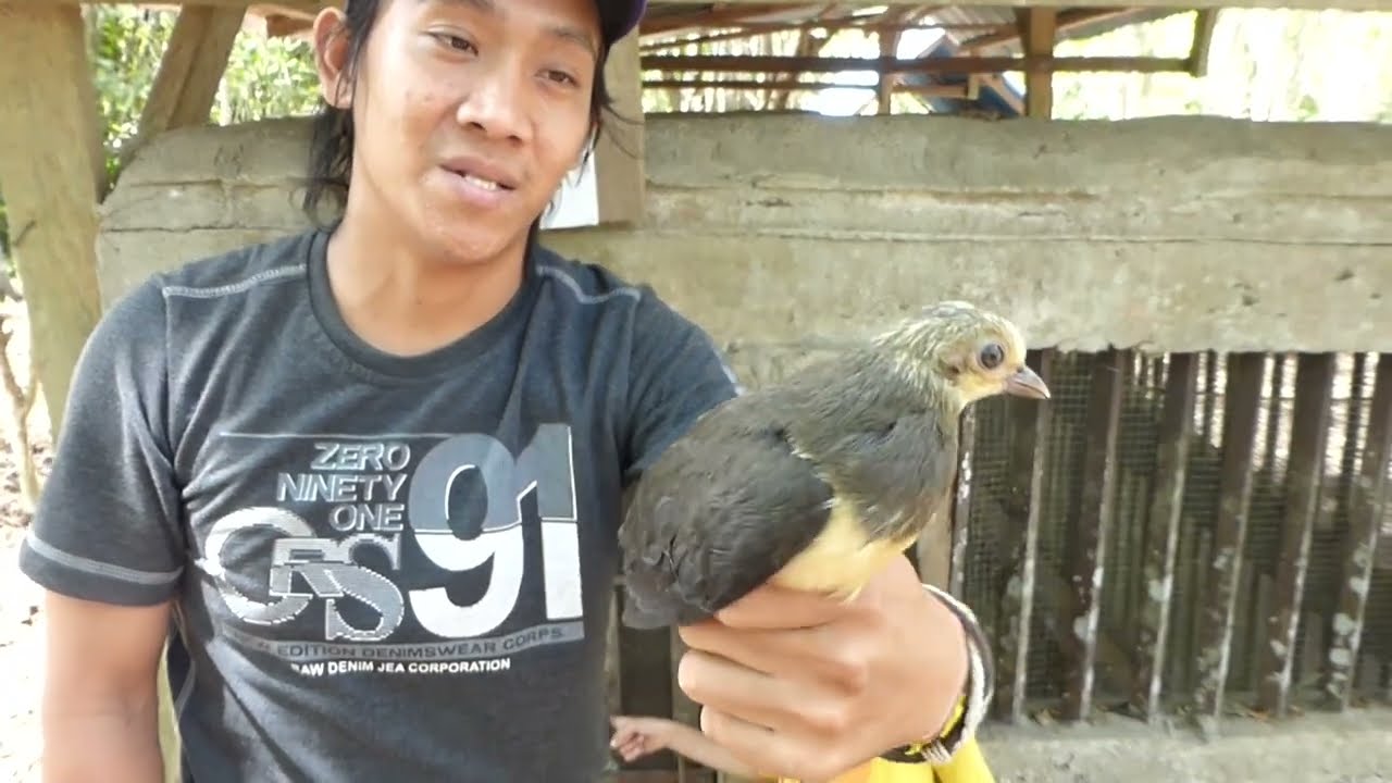 Releasing a captive-bred Maleo, Macrocephalon maleo, Tambun, Sulawesi, Indonesia, 10 Aug 2014 (1/4)