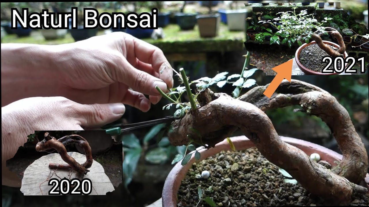 【Bonsai diary】  山採りノイバラ・成長記録①（2020/12/11～2021/5/20）♯201