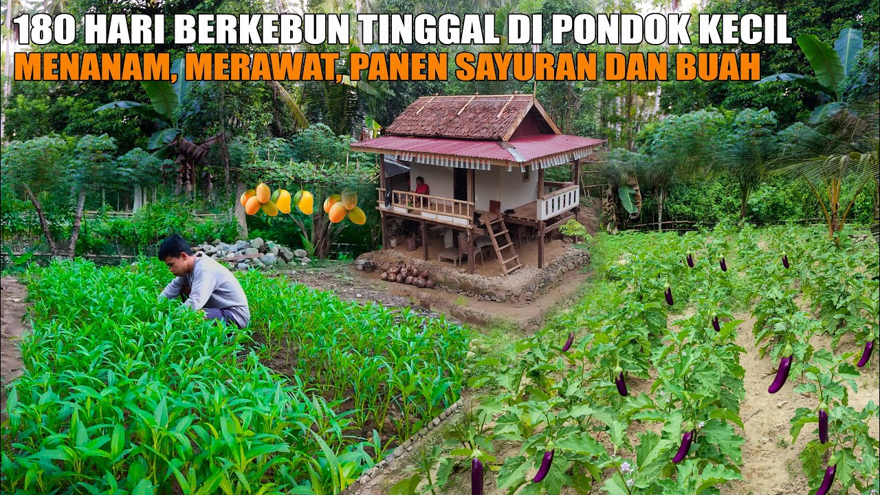 FULL VIDIO | TAK PUNYA BENDA MEWAH & HARTA MELIMPAH TAPI ORANG-ORANG INGIN KEHIDUPAN SEPERTIKU