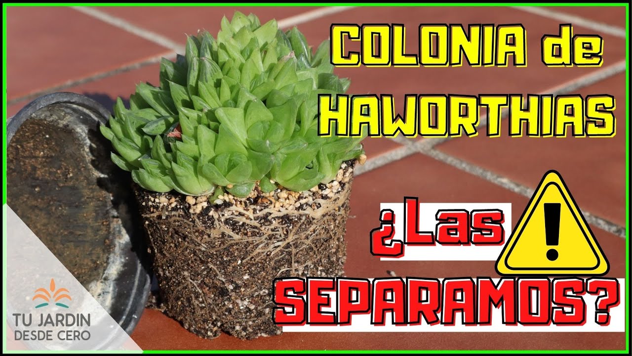 ✅ Cuándo y CÓMO trasplantar los cactus y otras suculentas que reposan en invierno🌵