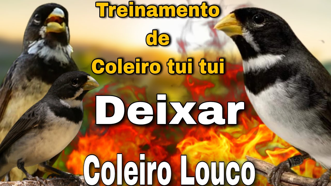 Coleiro tuí-tuí para Esquentar coleiro e Encarte Com Treinamento de Coleiro tui tui