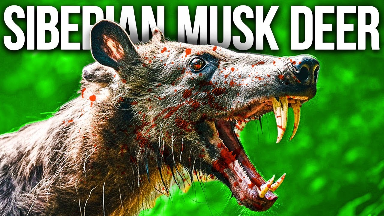 This Deer Is Litterally A Vampire | Siberian Musk Deer