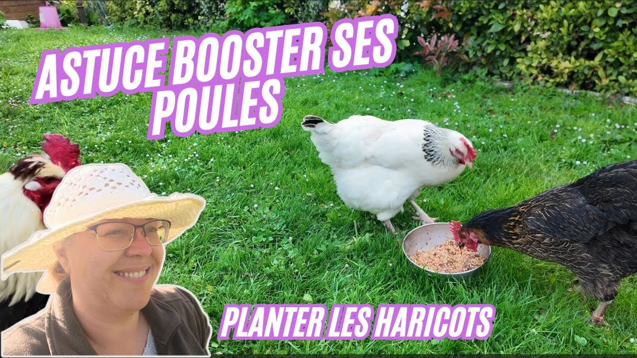 Astuce pour booster la santé des poules et plantation de haricots #potager #poulet