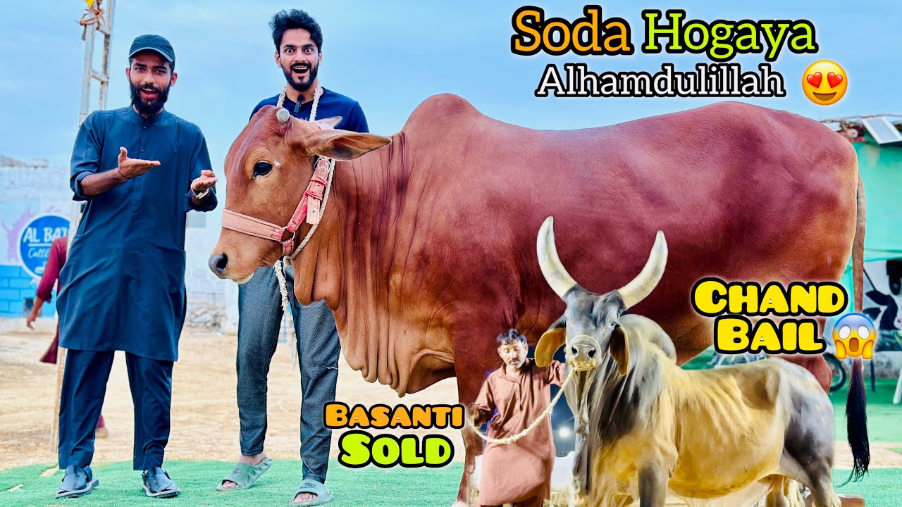 Meine Apni Qurbani 2024 Ka Janwar Khareed Liya | Mishkat Khan Basanti Sold | Qurbani Season 2024