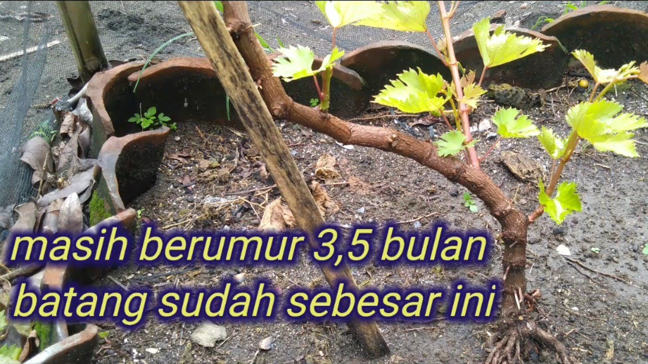 cara memperbesar batang anggur dan cara menyuburkan pohon anggur