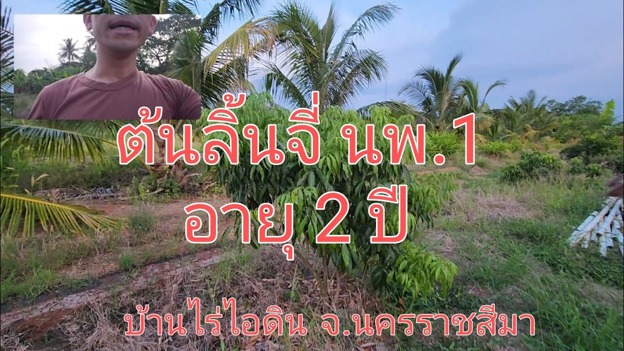 ต้นลิ้นจี่ นพ.1 อายุ 2 ปี @G.W