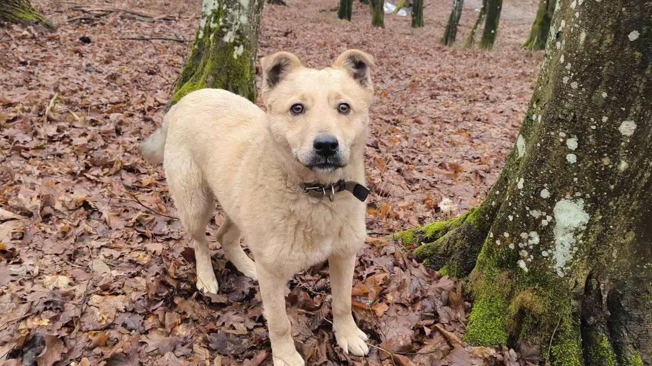 My Dog Finds Trash in the Forest (And He’s DISAPPOINTED) 🐾🌲