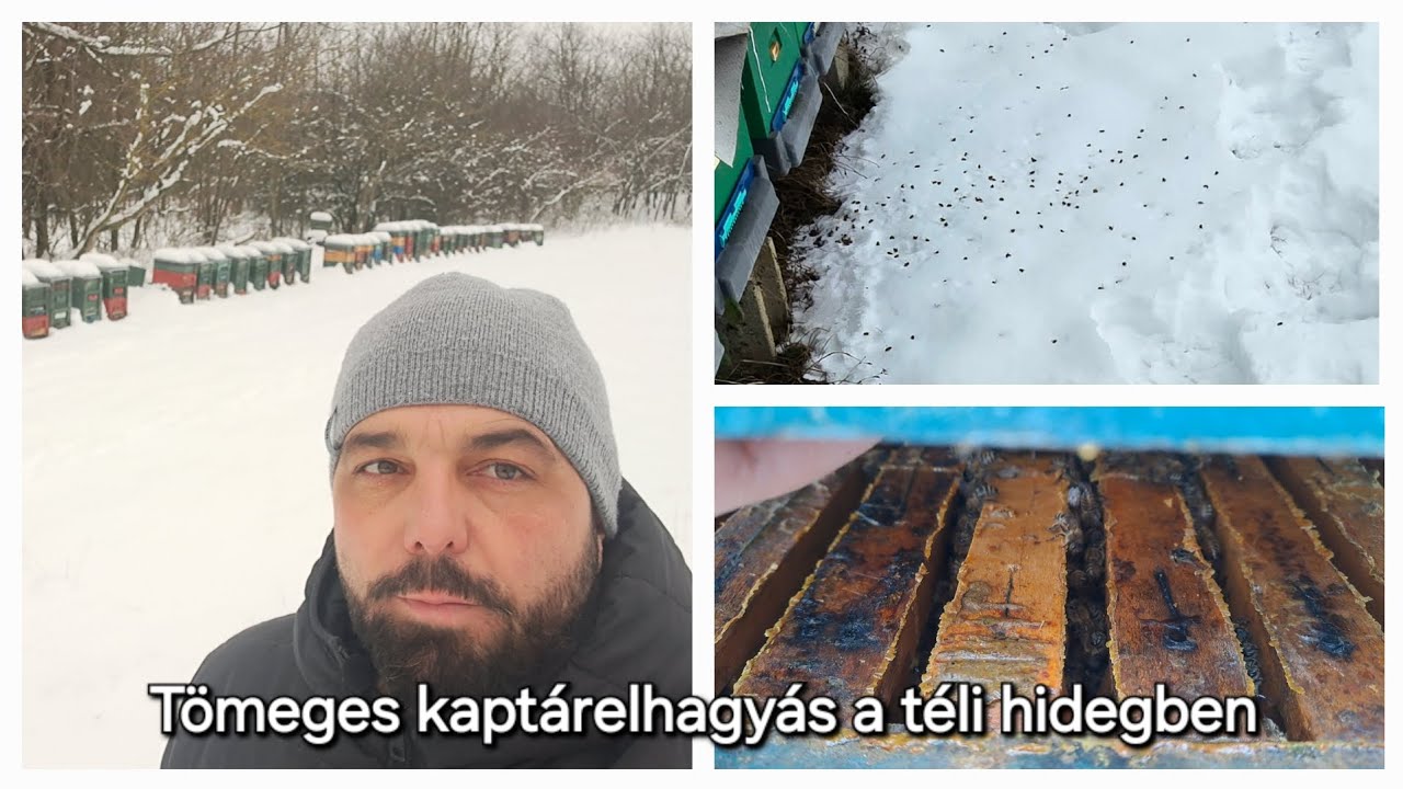 A téli méhelhullás lehetséges okai