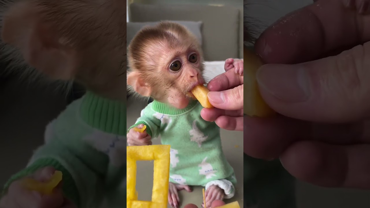 Kiki&rsquo;s 7 month old memories 🍉🍉  #monkey #animal #babymonkey #cute #animals #funny #baby