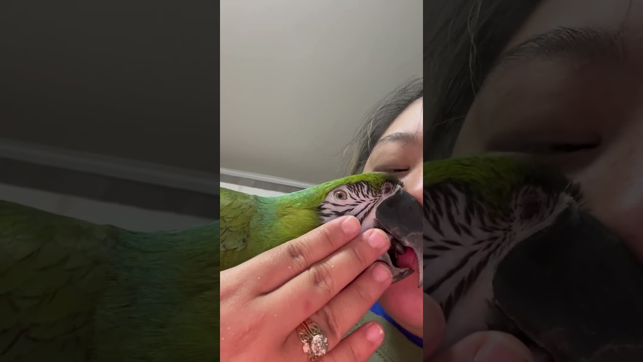 Miligold macaw gives kiss! #macaw #kiss #cute #bird