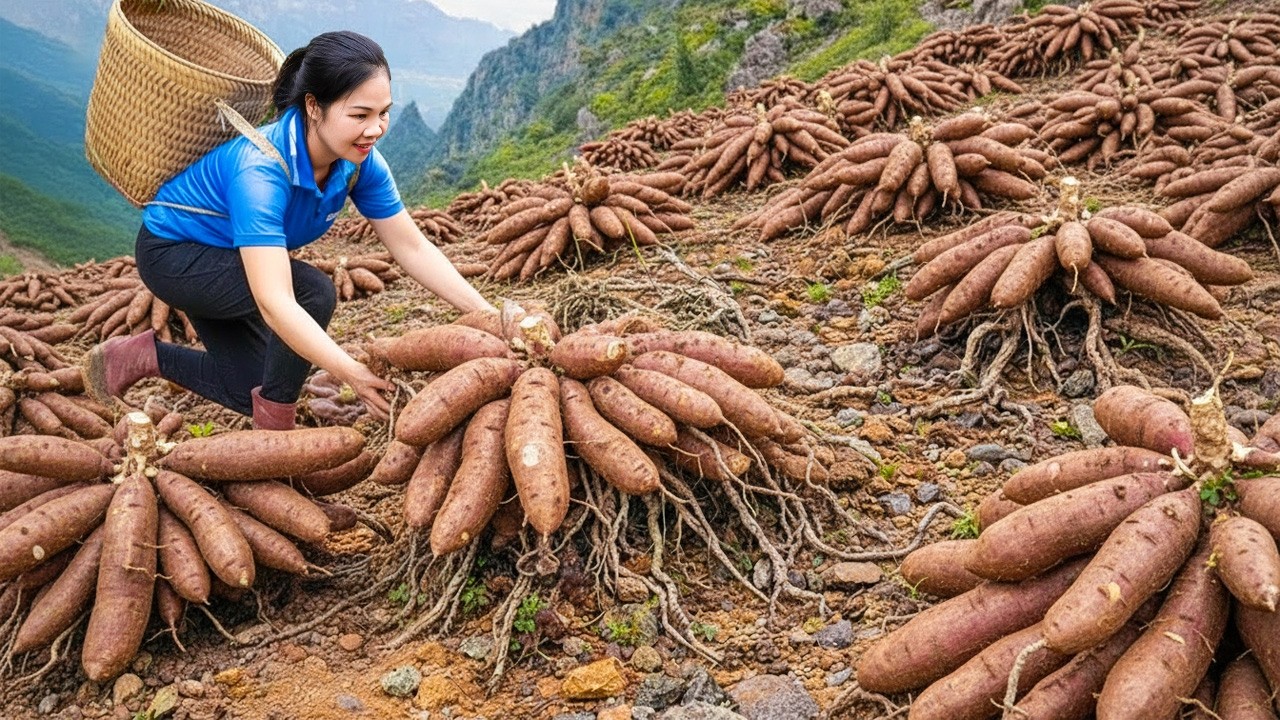 Harvesting Giant Wild Floury Cassava Roots & Goes To Market Sell | Cooking Colorful Cassava Cakes