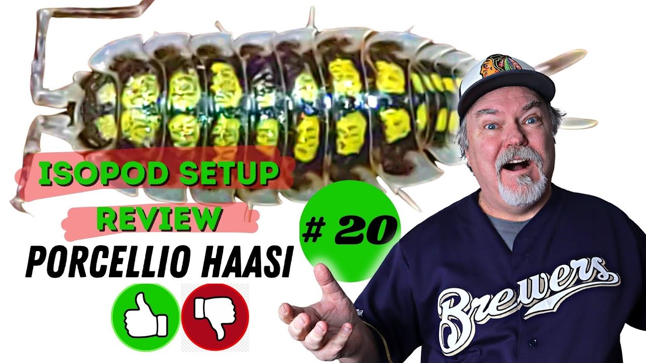 Isopod Setup Review   #20  |  Porcellio haasi