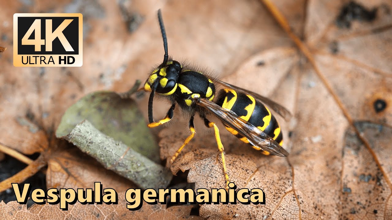 European wasp (Vespula germanica)
