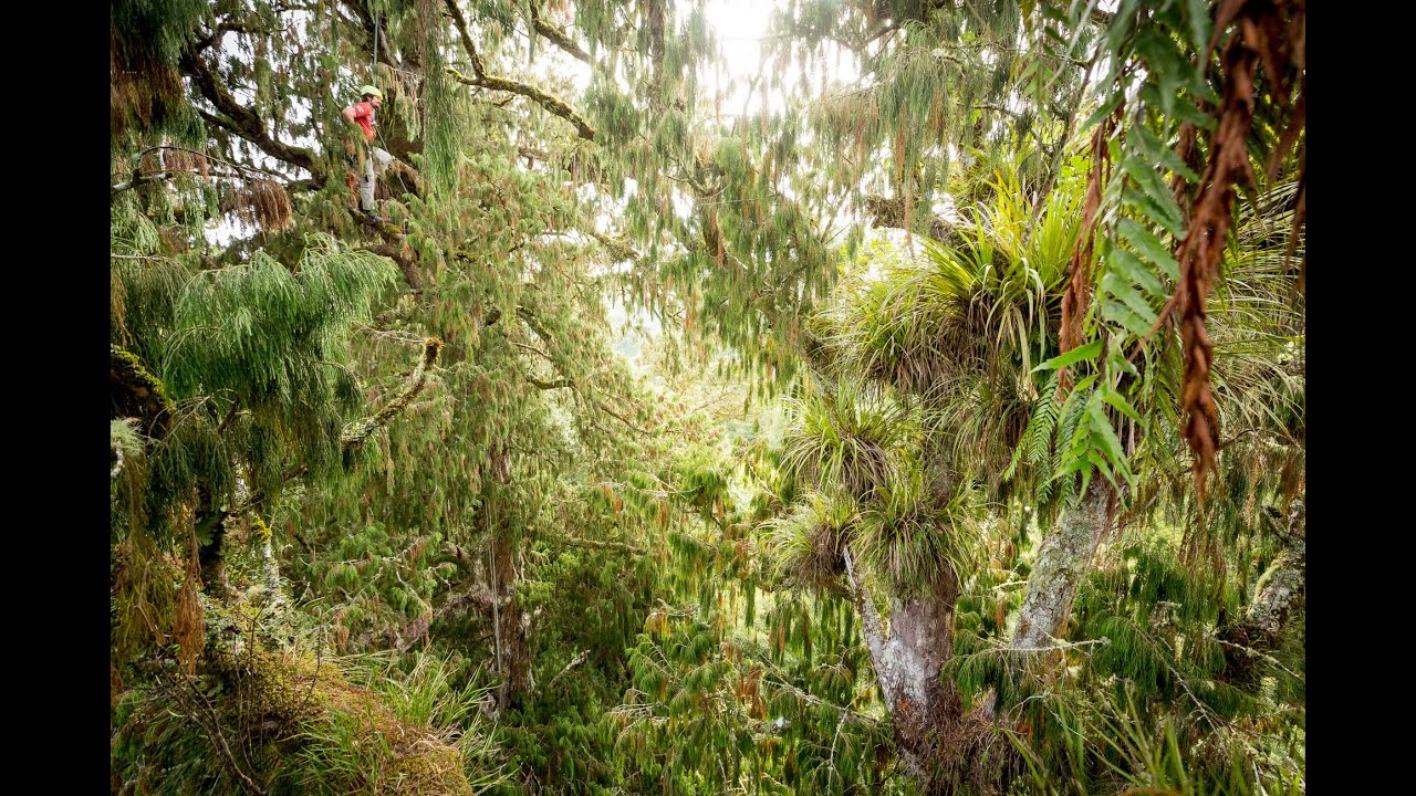 New Zealand Tree Project - Coming Late 2015