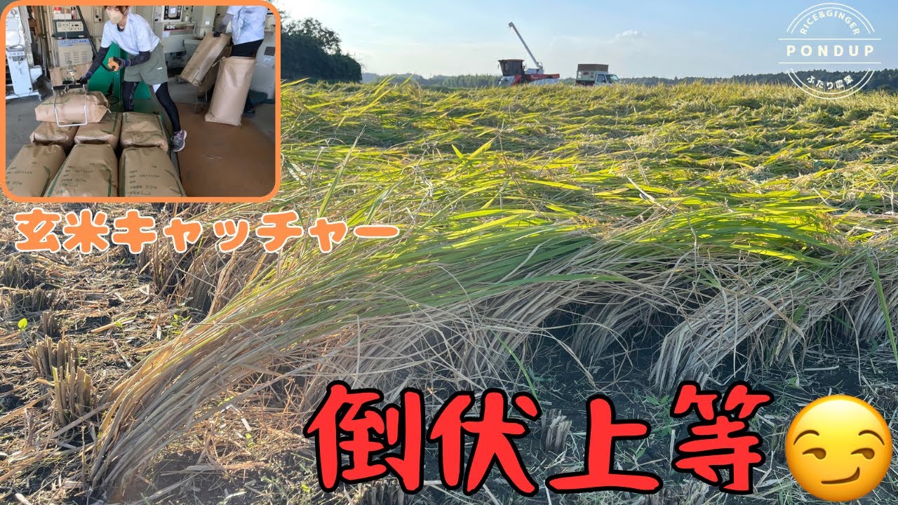 【事故回避】倒伏の稲刈り　袋取りのもみすり　台風被害の田んぼでフィナーレを飾る#農業 #稲刈り #水稲