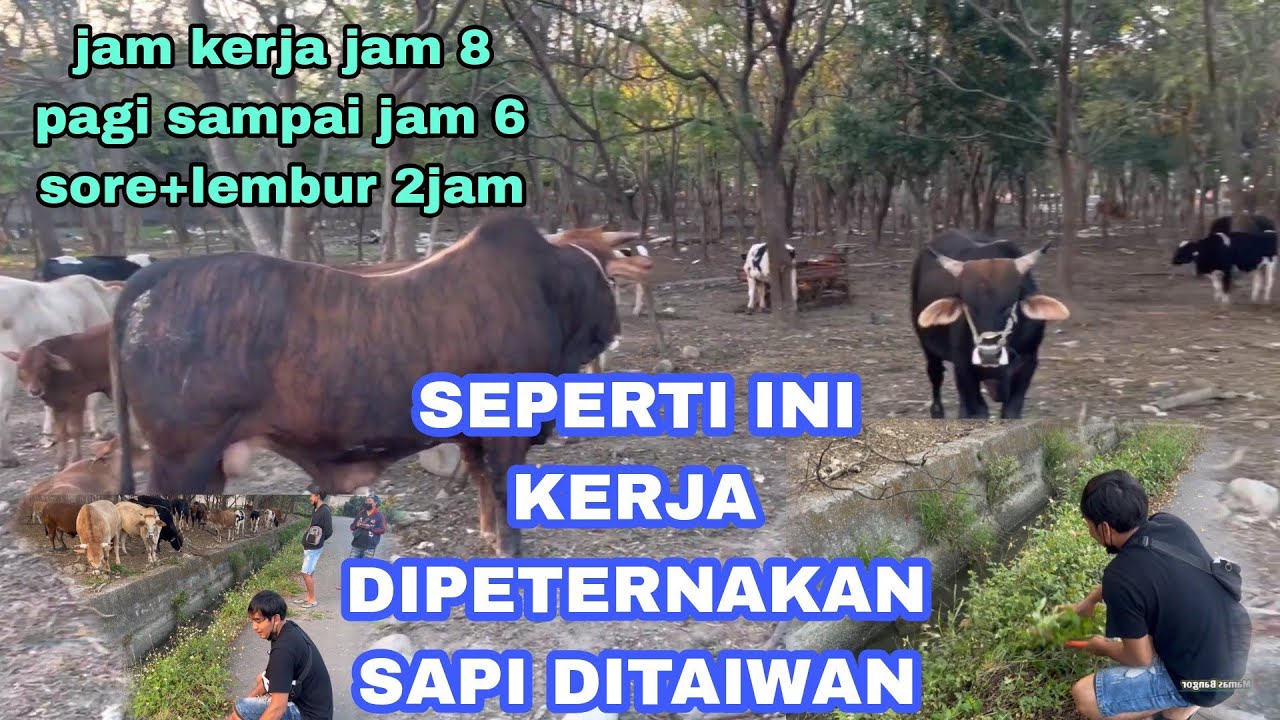 GAJI DIPERTERNAKAN⁉️sapi taiwan dijamin 8bln balik modal