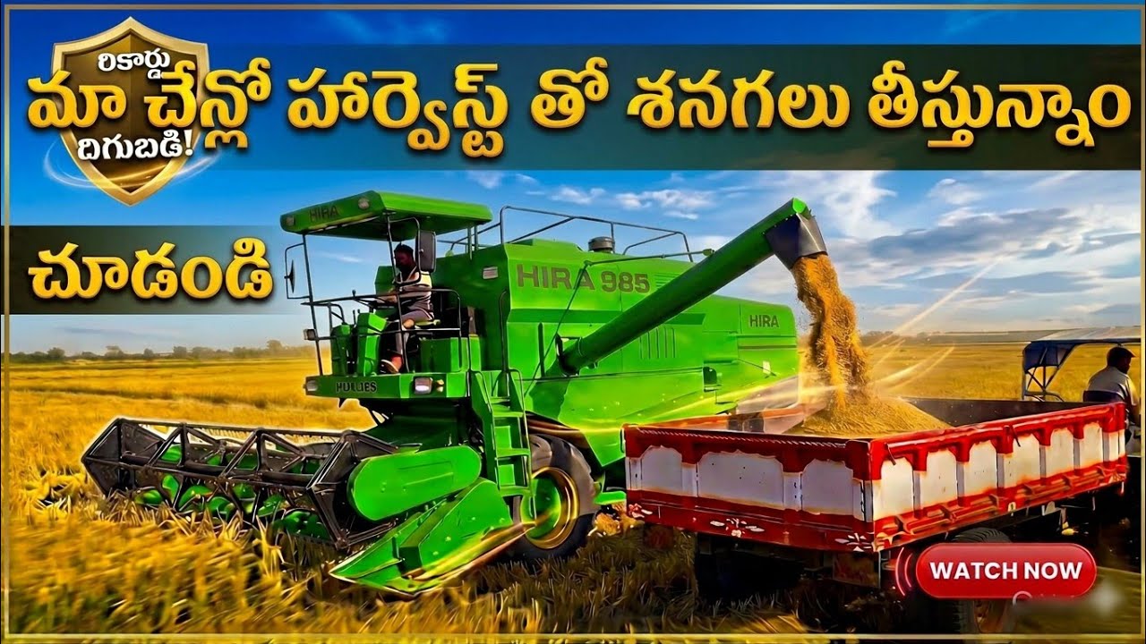  మా చేన్లో హార్వెస్టర్‌తో శనగలు తీస్తున్నాం చూడండి | how to harvest Bengal grams with harvester