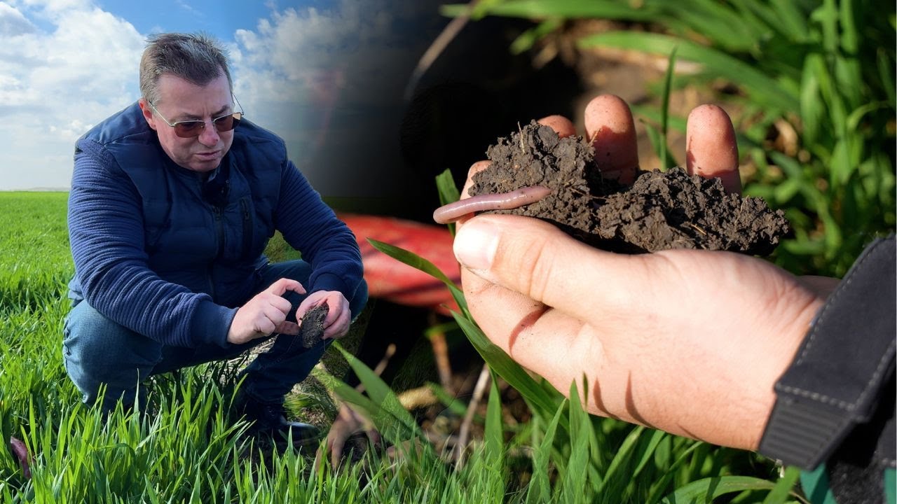 No-till vs minim-till. Mai puţine râme?🪱