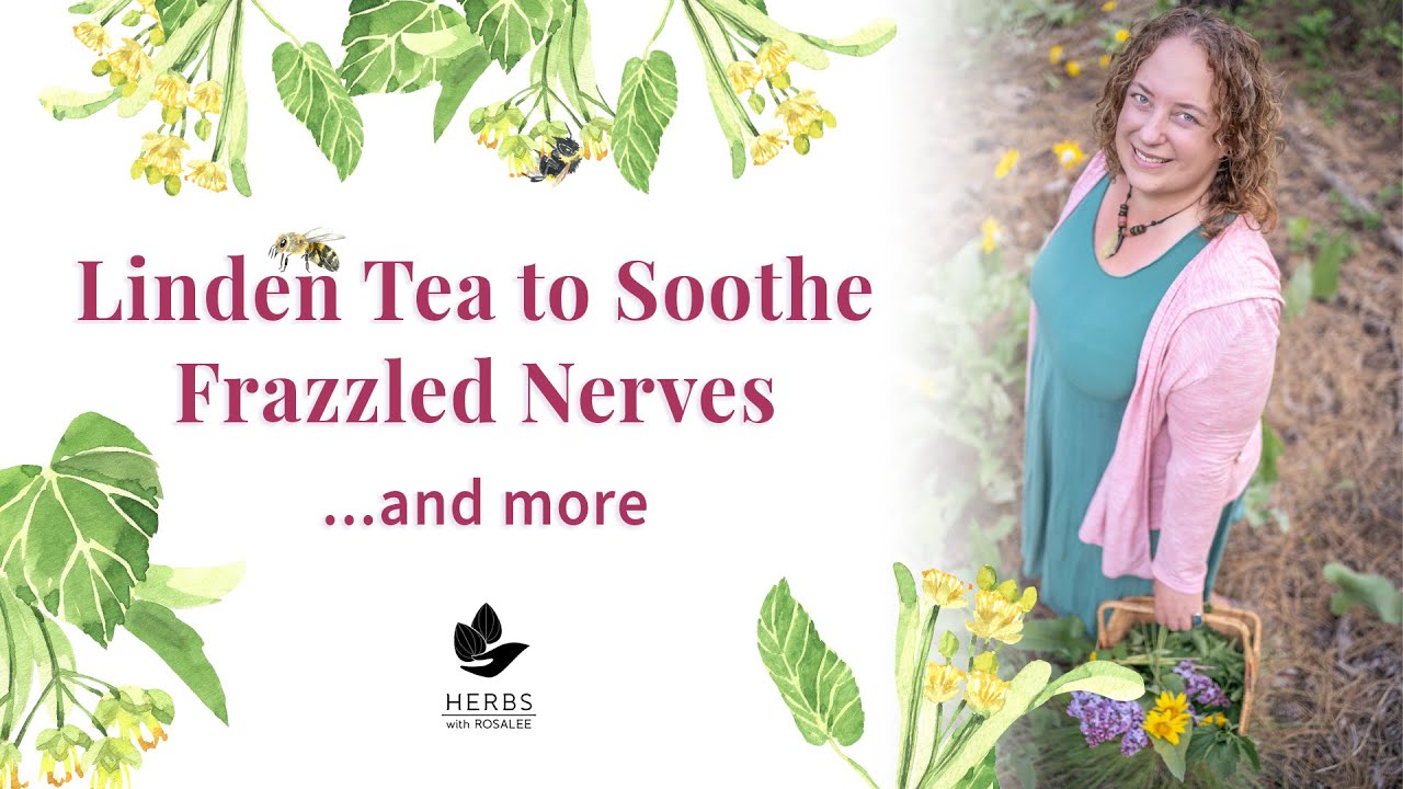 Linden Tree Medicine (Tilia cordata) | Linden Tea Benefits