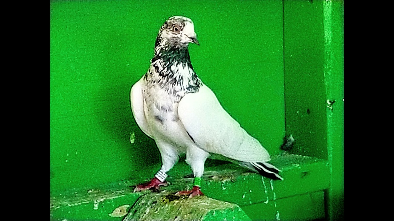 El Moro Pigeon Show. 