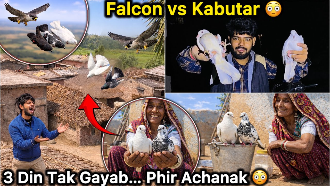Falcon vs Kabutar 😱|| 3 Din Baad Kabutar Mila 😢 || Mushkil Se Bacha 🕊️