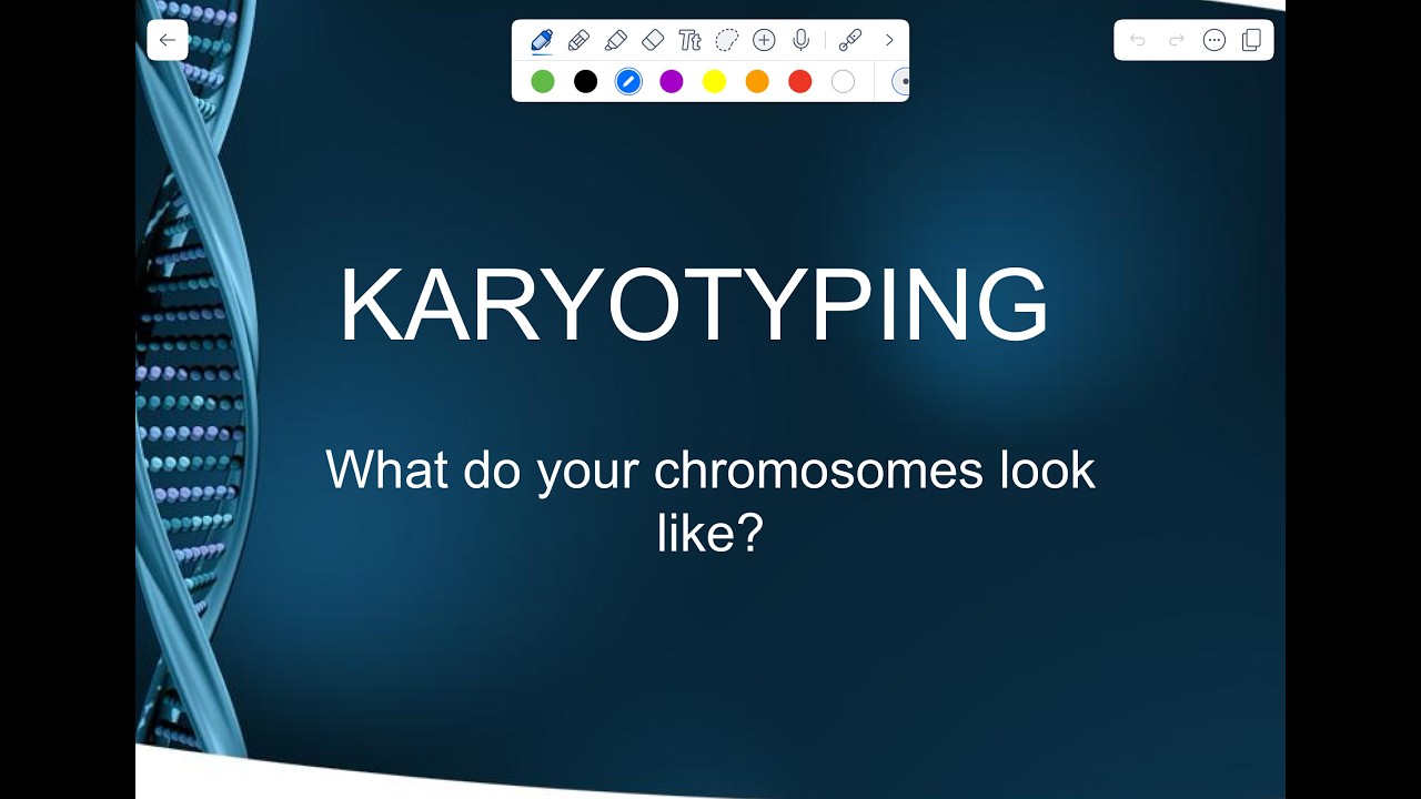 Karyotypes