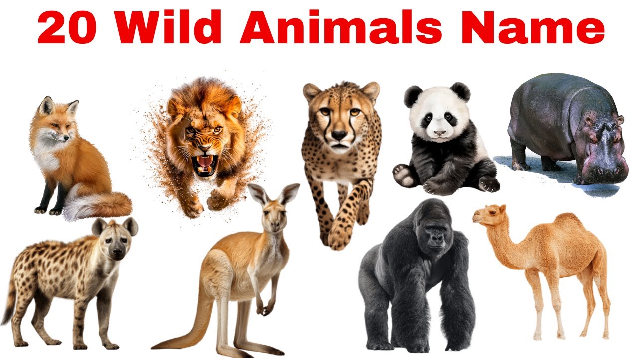 बच्चों के लिए जंगली जानवरों की पहचान | Learn 20 Wild Animals Names in English  Easily