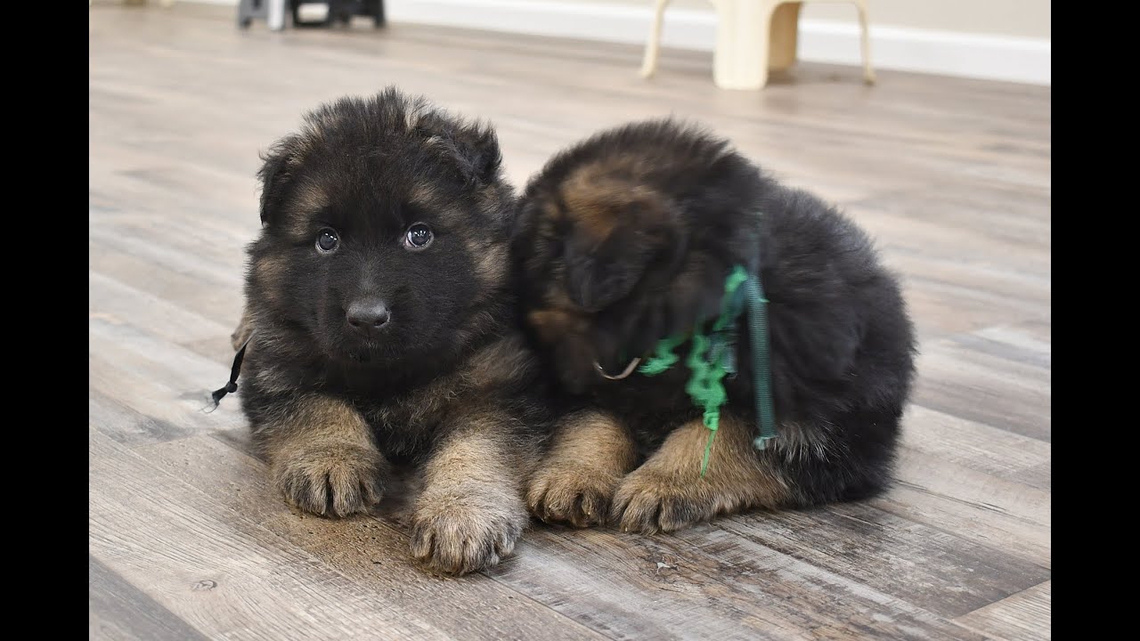Leah’s Male Defender Puppies Showing Off Their Playful Energy 💙🐶