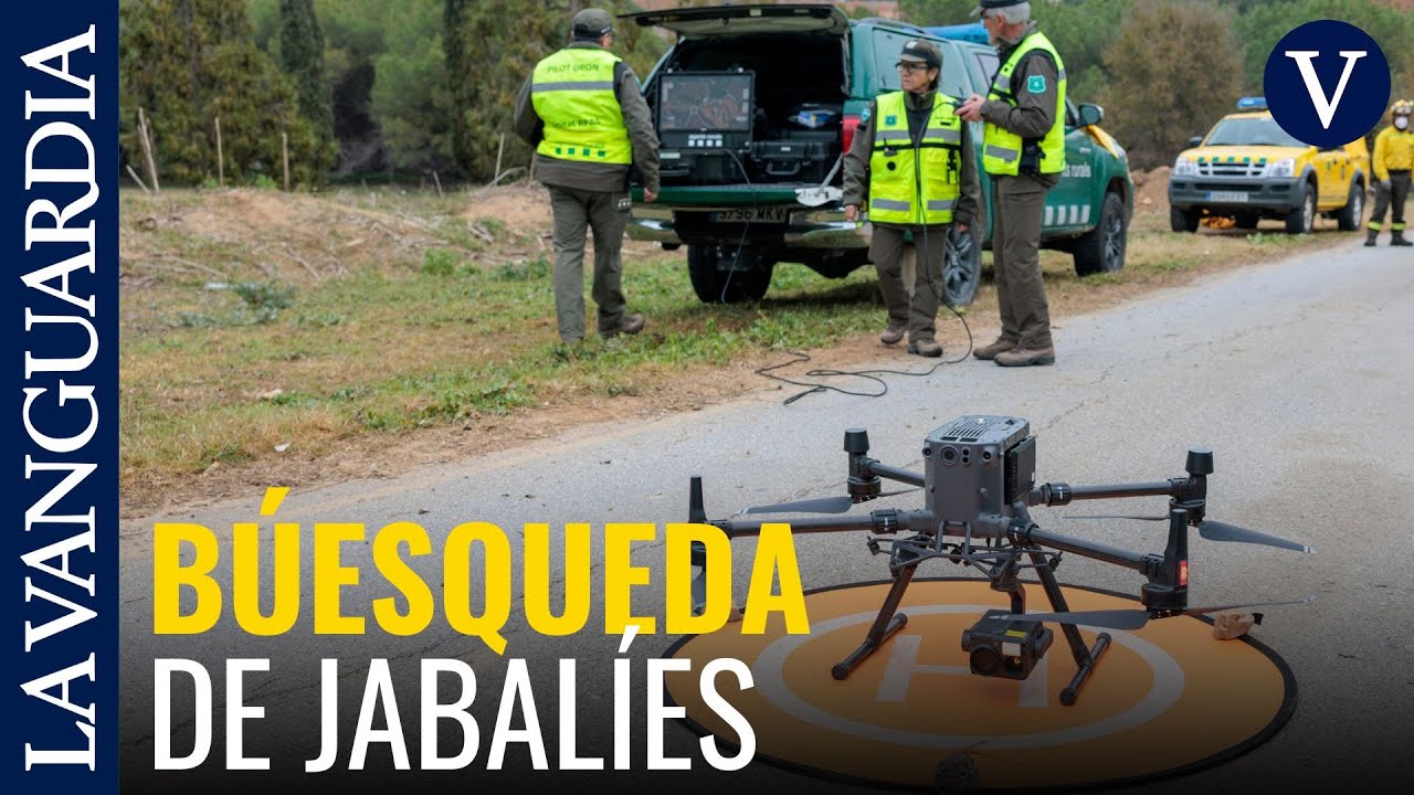 Perros adiestrados y drones t&eacute;rmicos ayudan a los agentes rurales a localizar jabal&iacute;es infectados