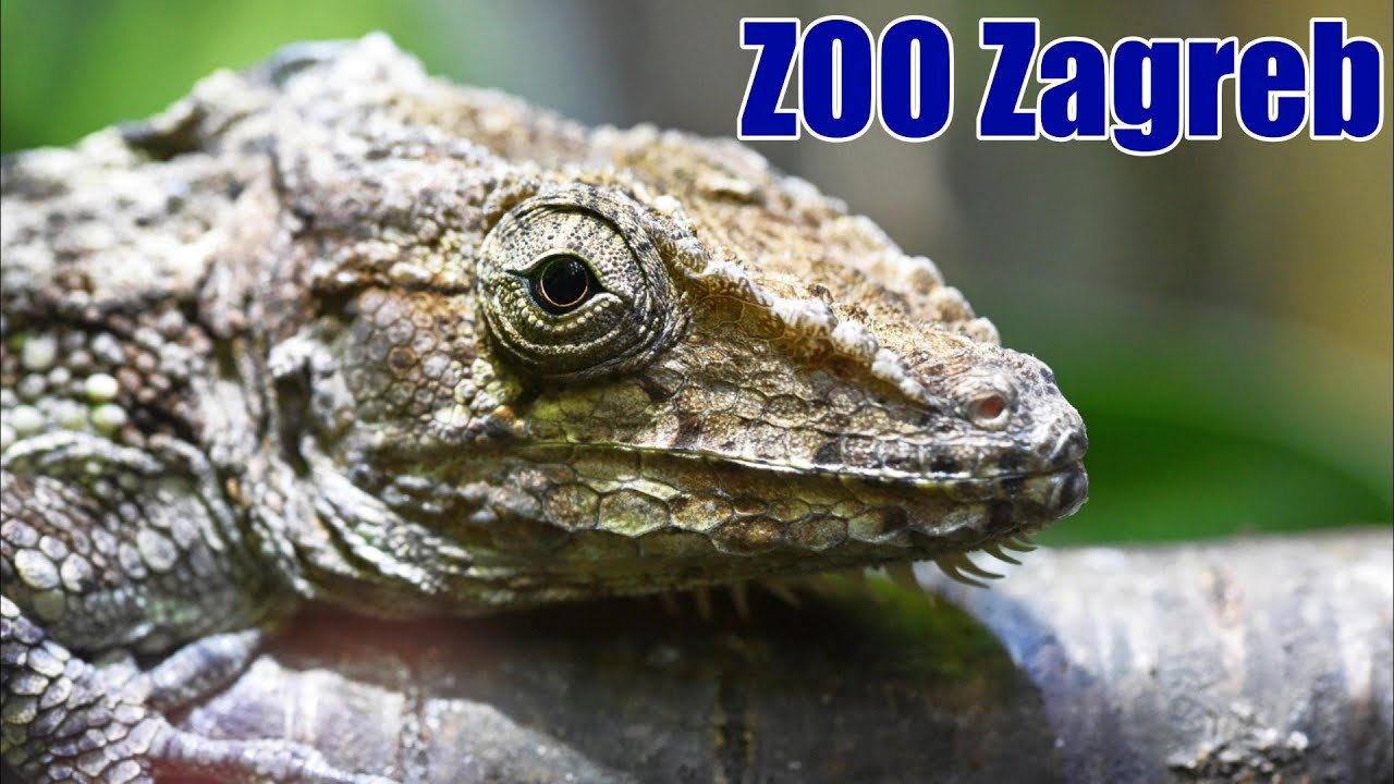 ZOO Zagreb / Croatia ▶4K / Zoološki vrt Zagreb 🐒